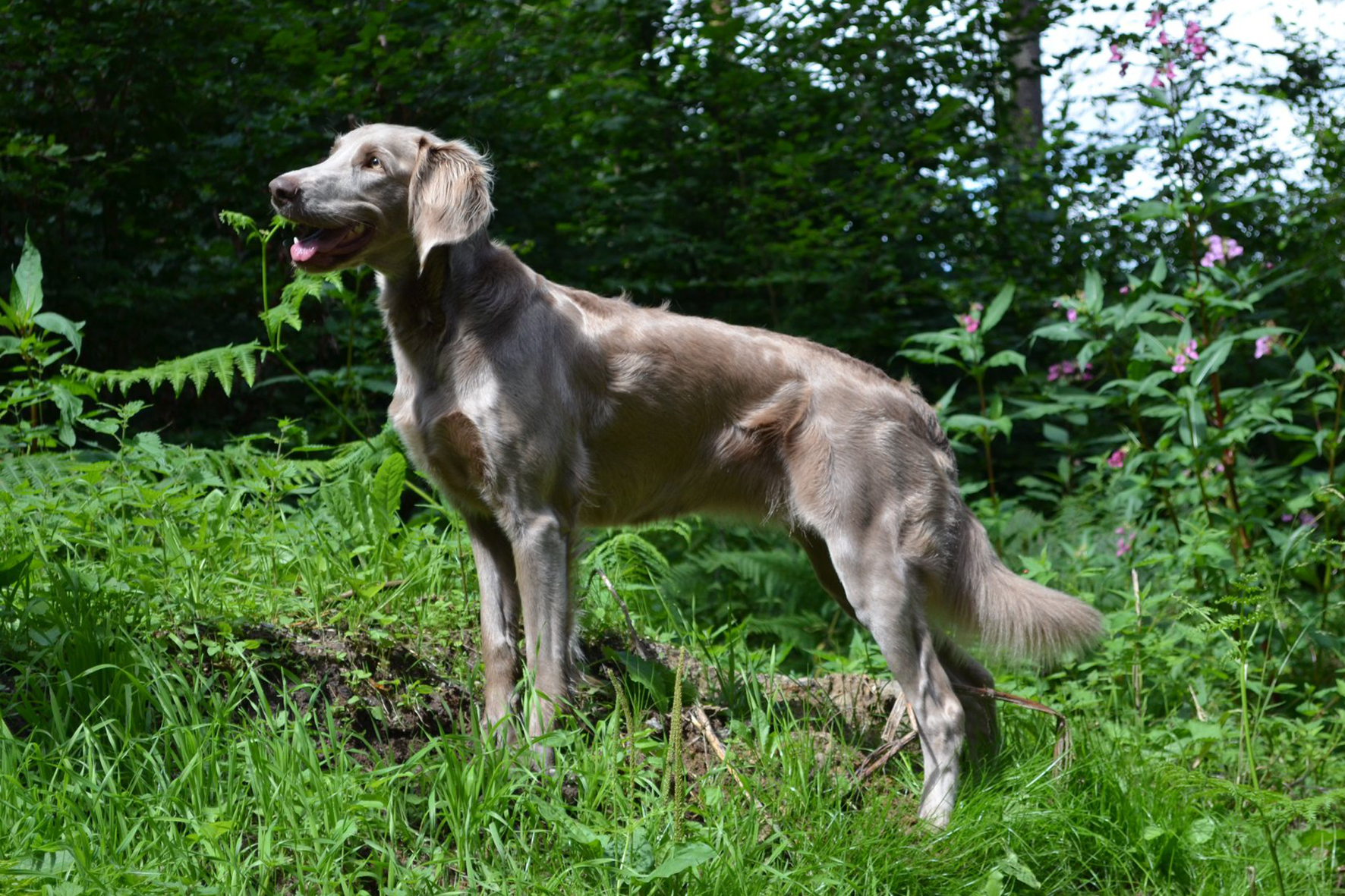 Elli vom Eichwäldchen