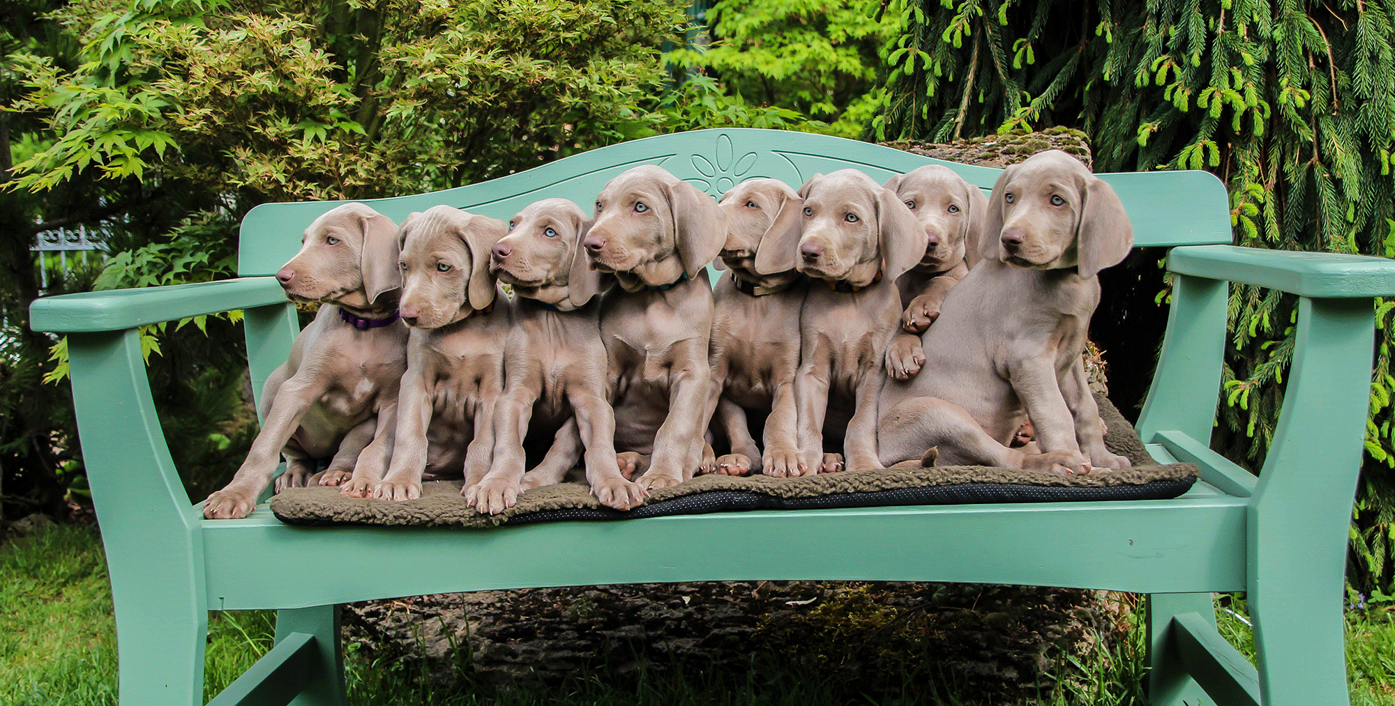 A-Wurf vom Himmelreich Weimaraner