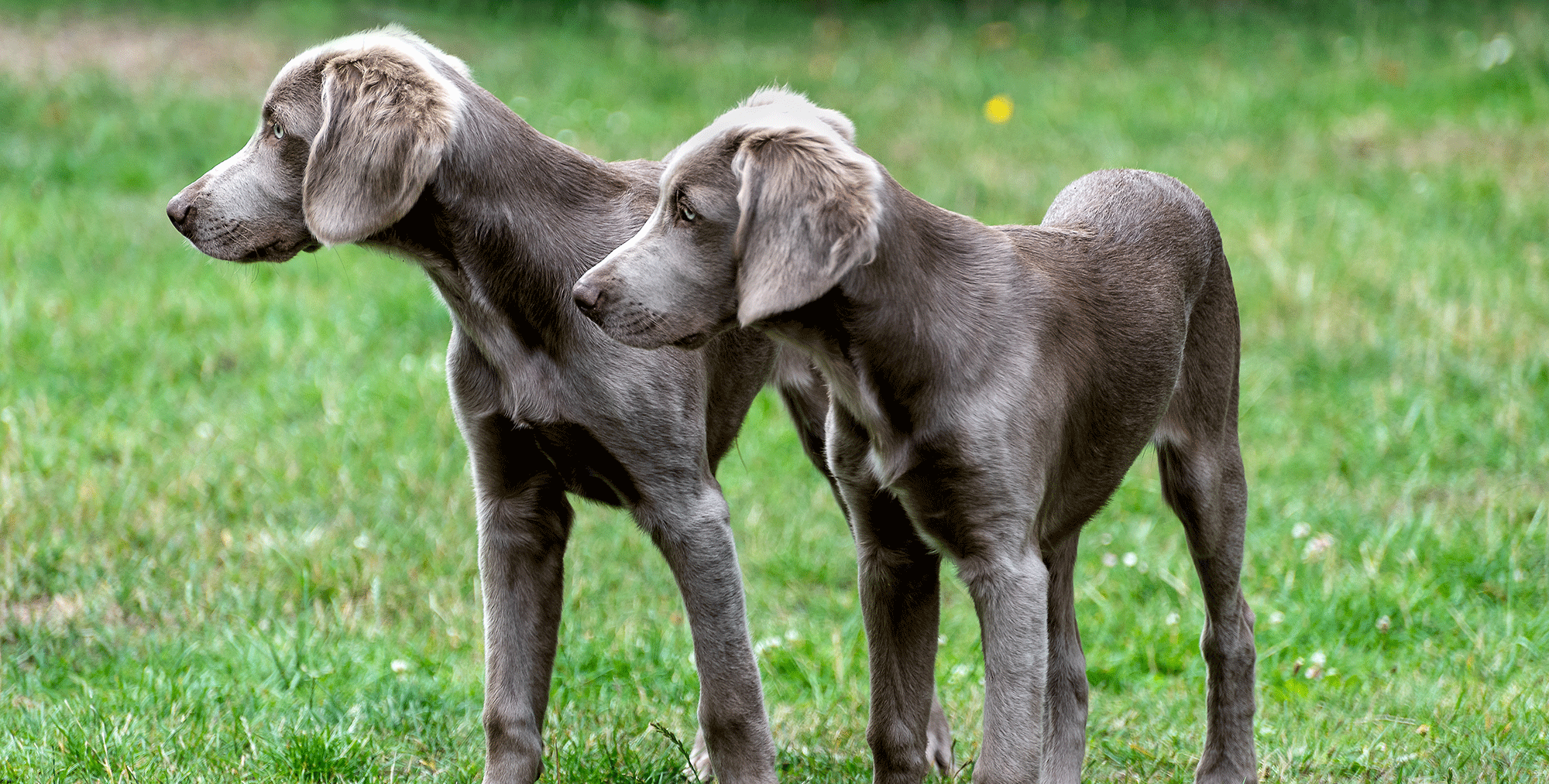 A`s vom Glaner Lande Weimaraner