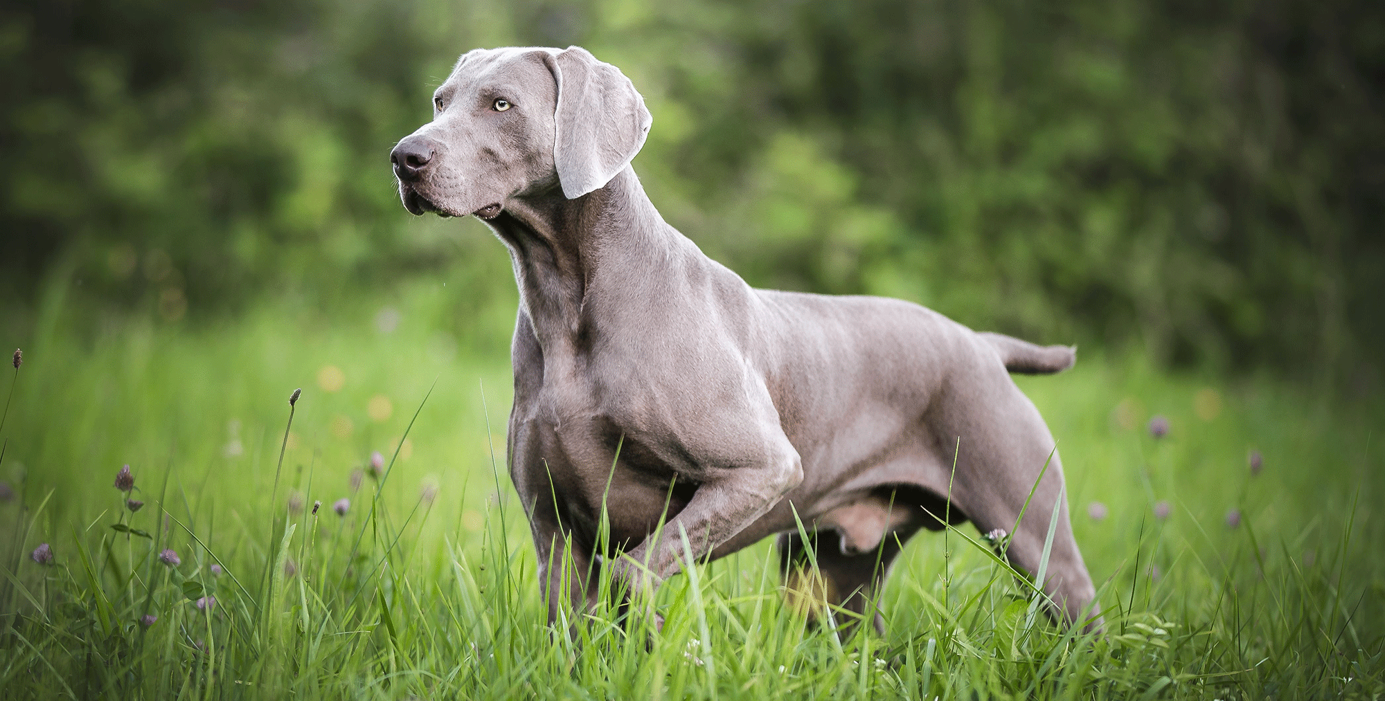 Arthos vom Dragonersgrund Weimaraner Kurzhaar