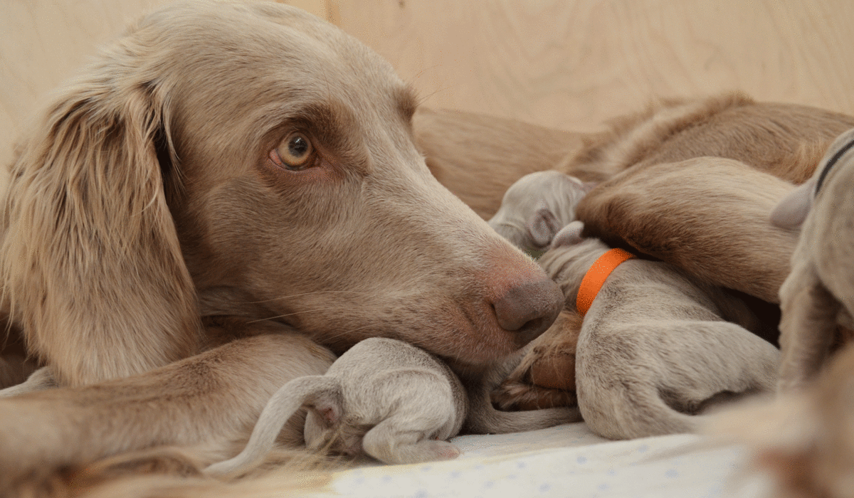 vom Alten Wildgatter Weimaraner Langhaar