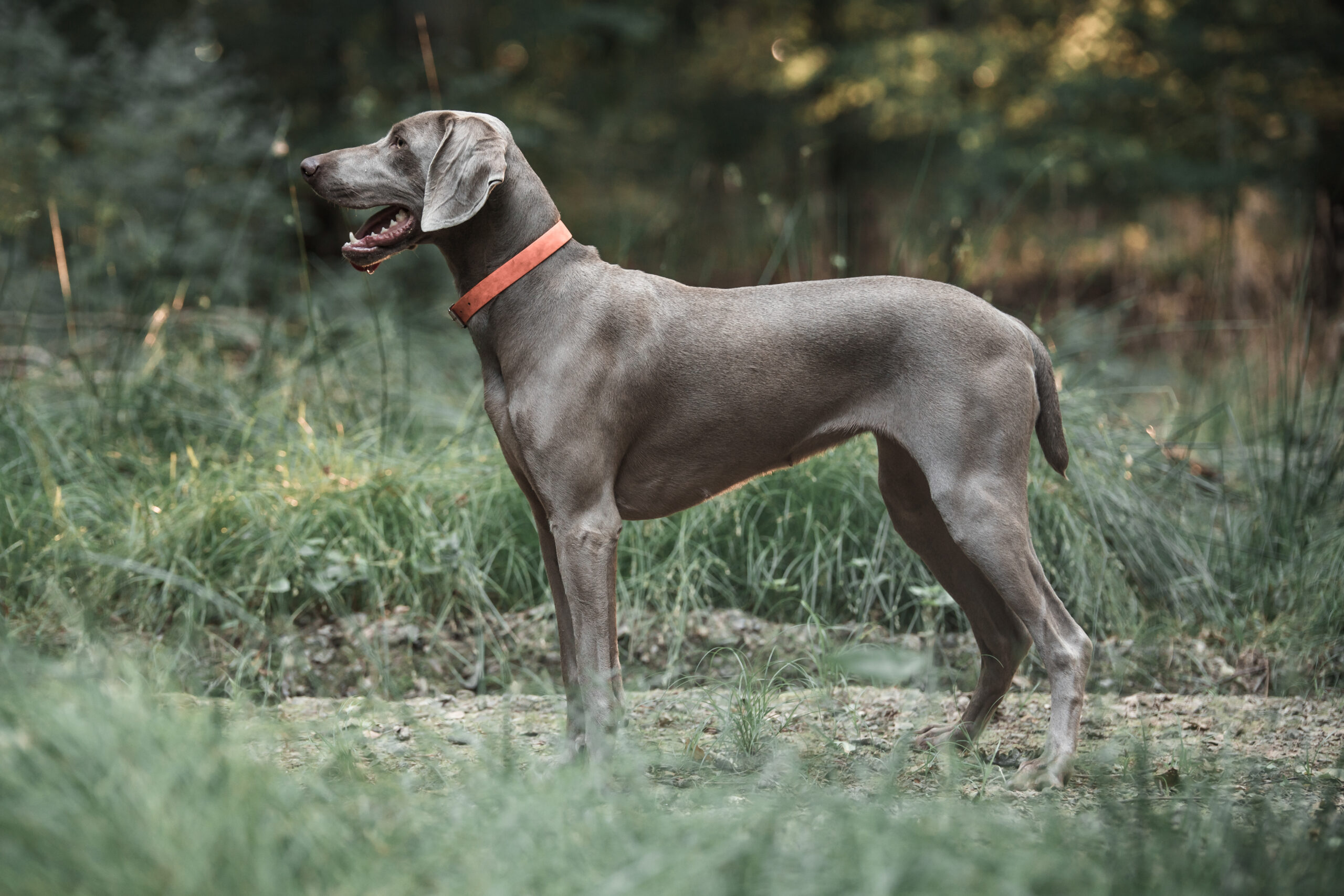 Felipa vom Feuerbach