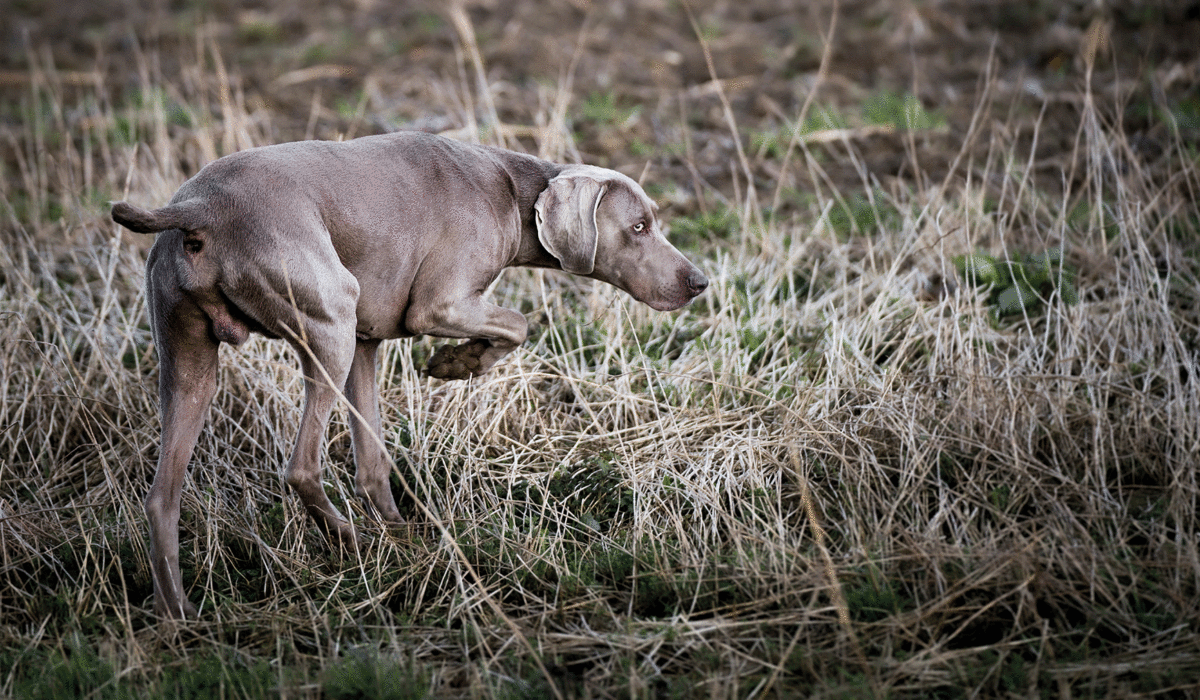 KnutII vom Forst Weimaraner
