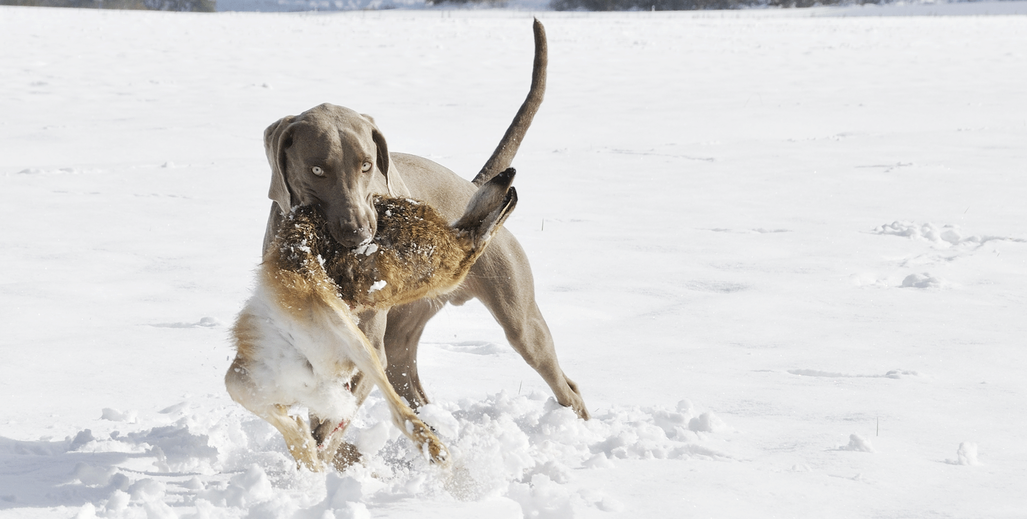Pax vom Entenstrich Weimaraner Kurzhaar